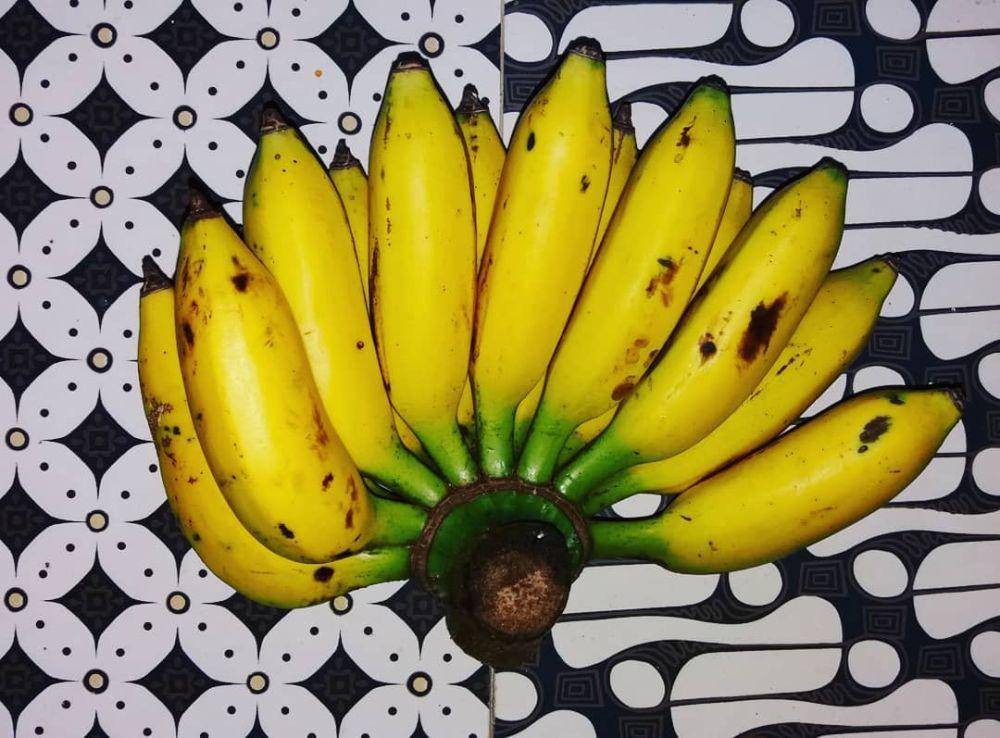 ilustrasi pisang uli (instagram.com/pirngadi_soen)