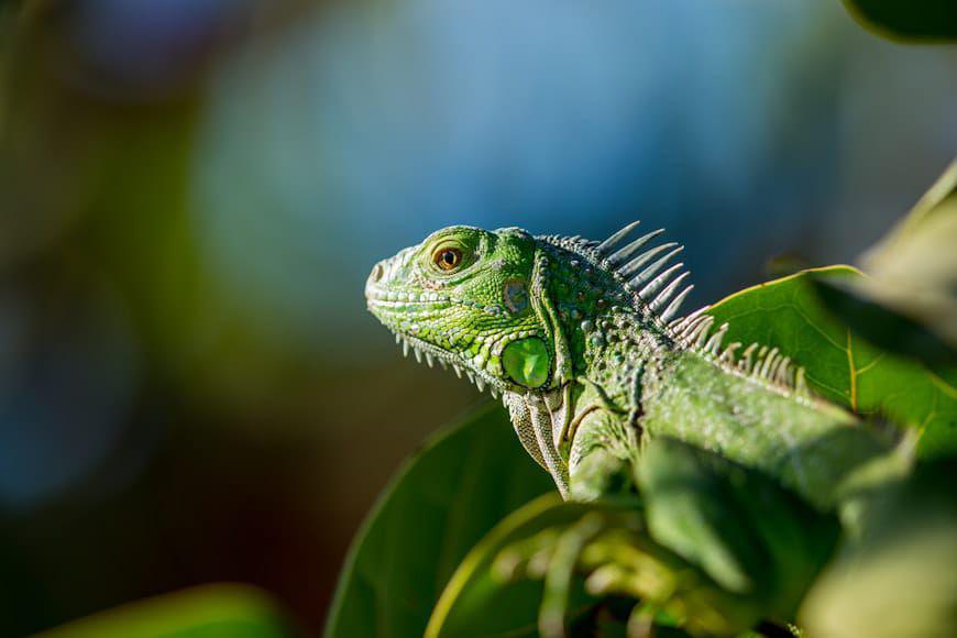5 Hewan Reptil yang Aman Dipelihara, Cocok untuk Pemula!