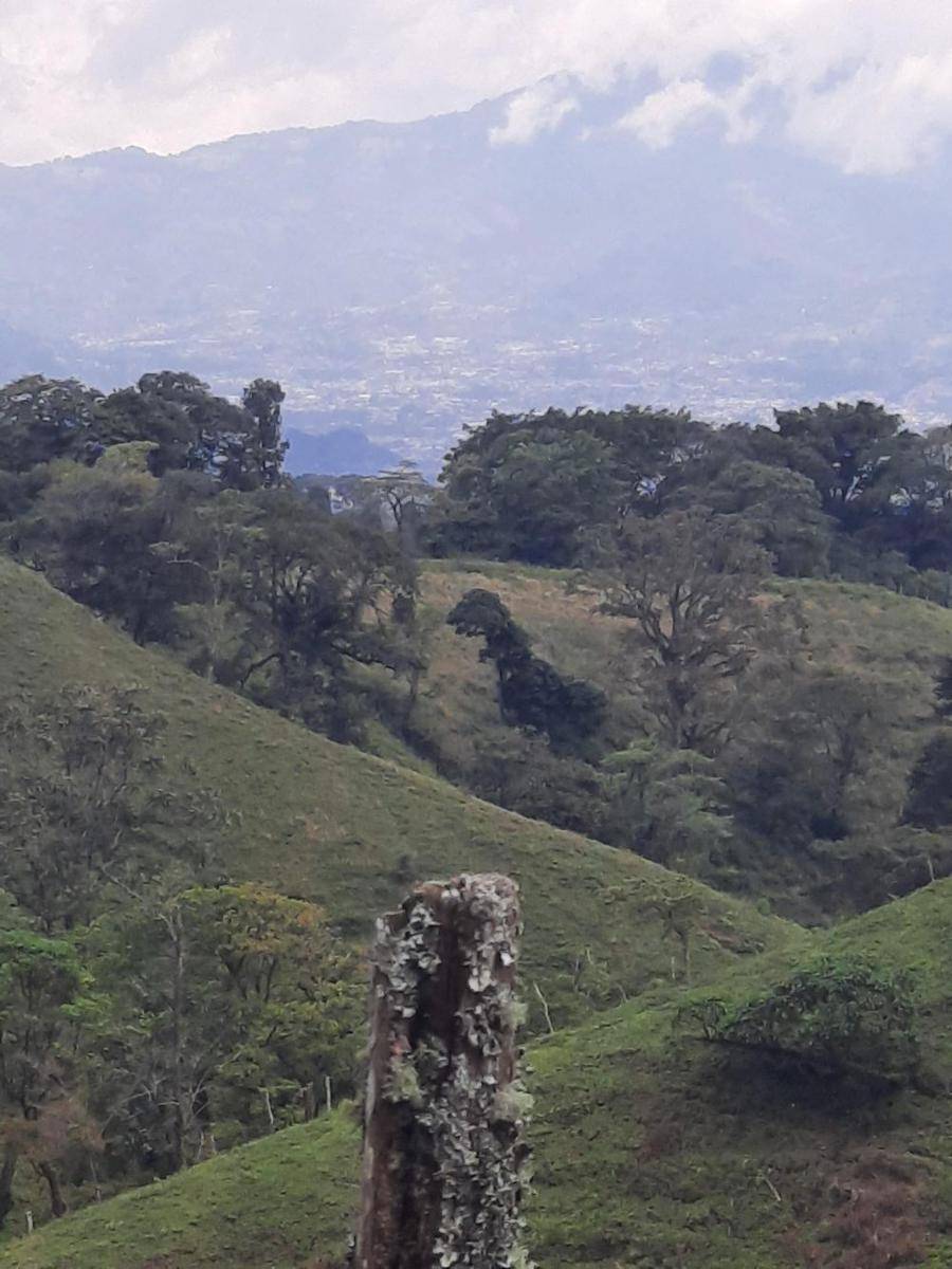 momen menemukan pohon unik saat mendaki (reddit.com/user/KillerChickenLoL)