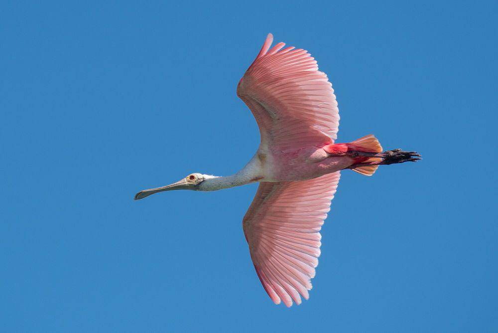 Roseate spoonbill (commons.m.wikimedia.org/Gordon Leggett)