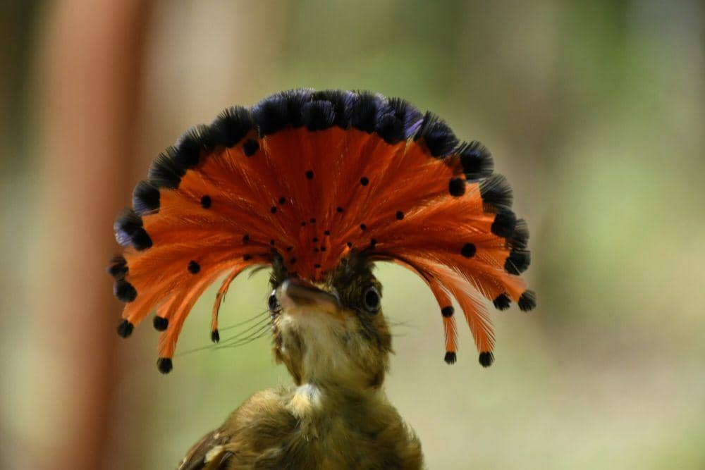 Amazonian royal flycatcher (commons.m.wikimedia.org/Diana Fuentes)