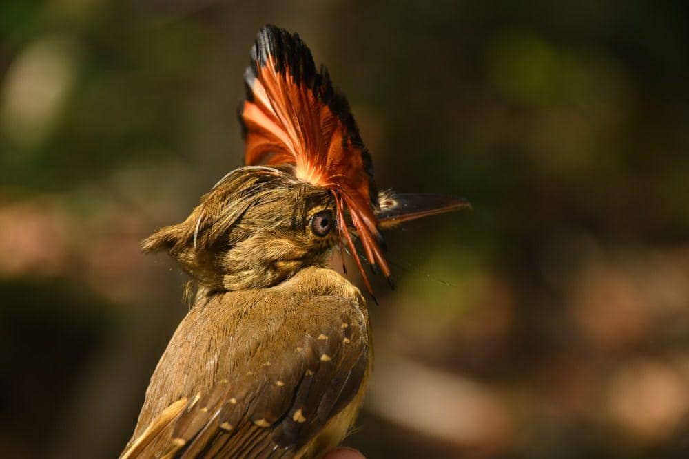 Amazonian royal flycatcher (commons.m.wikimedia.org/Diana Fuentes)