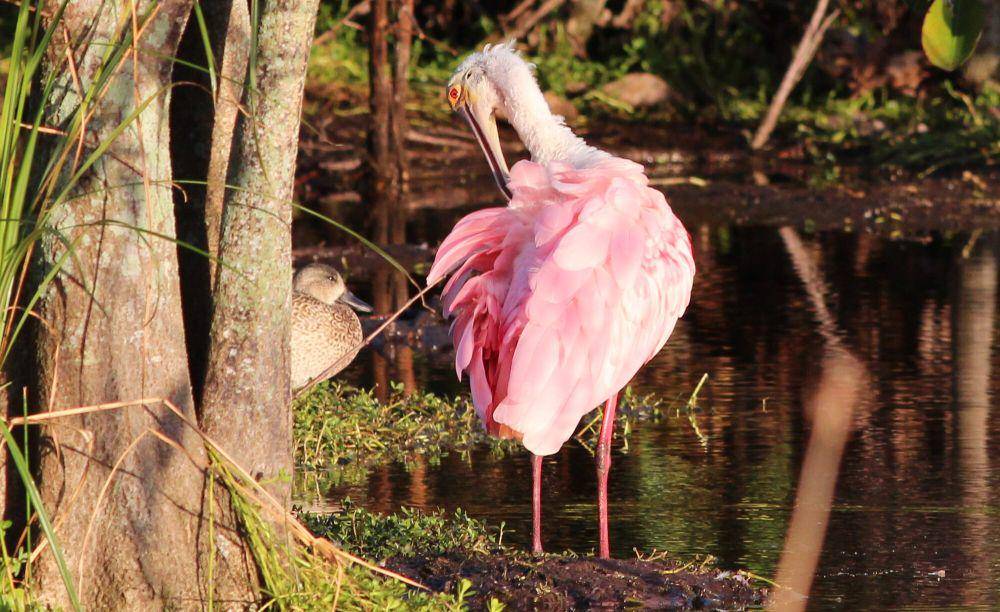 Roseate spoonbill (commons.m.wikimedia.org/gary_leavens)