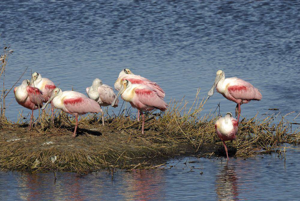 Roseate spoonbill (commons.m.wikimedia.org/Hans Stieglitz)