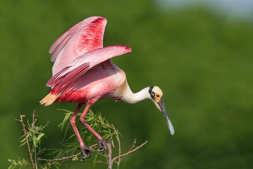 Roseate spoonbill (commons.m.wikimedia.org/Alan D, Wilson)