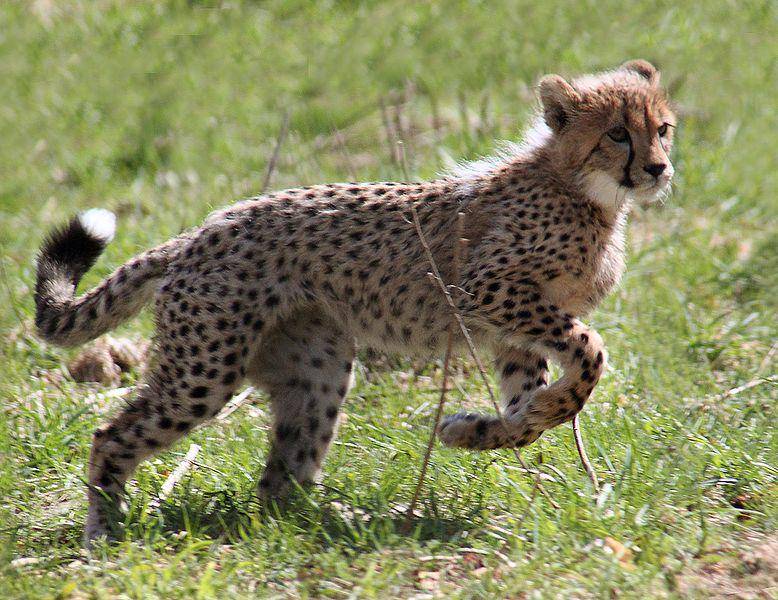 anak cheetah yang sedang belajar berlari (commons.wikimedia.org/Malene Thyssen)
