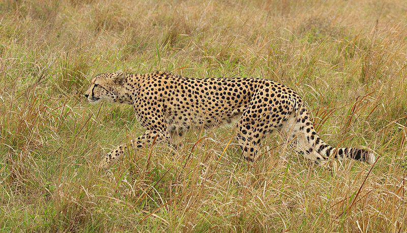 seekor cheetah sedang bersiap untuk berlari (commons.wikimedia.org/Charles J. Sharp)