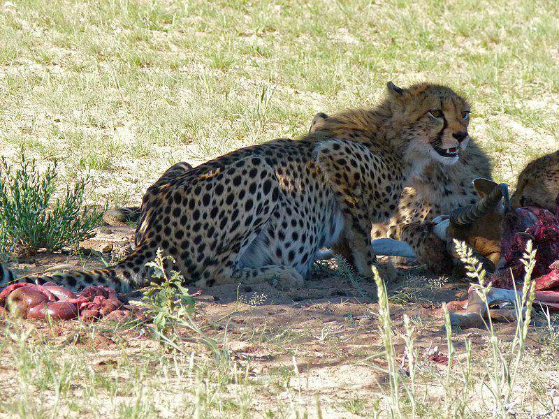 Setelah menjatuhkan mangsa, cheetah perlu ekstra hati-hati agar buruannya tidak direbut predator lain. (commons.wikimedia.org/Bernard DUPONT)