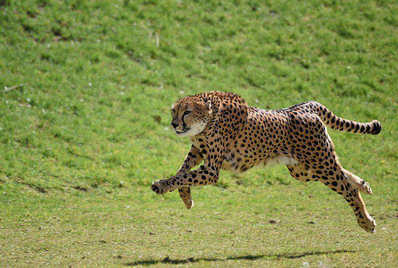 potret cheetah yang berlari dengan kecepatan penuh (commons.wikimedia.org/Srivath)