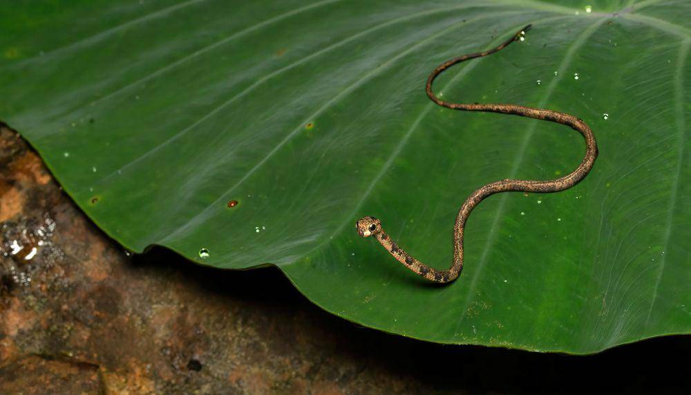 Ular siput jerapah (inaturalist.org/lungchris)