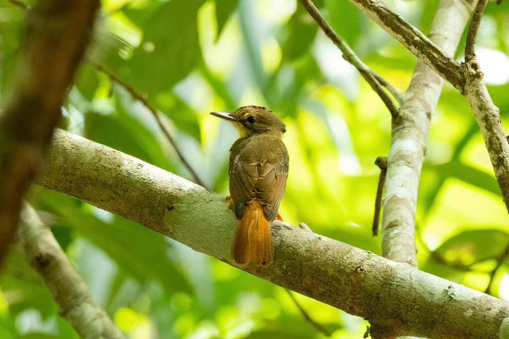 Amazonian royal flycatcher (inaturalist.org/Thibaud Aronson)