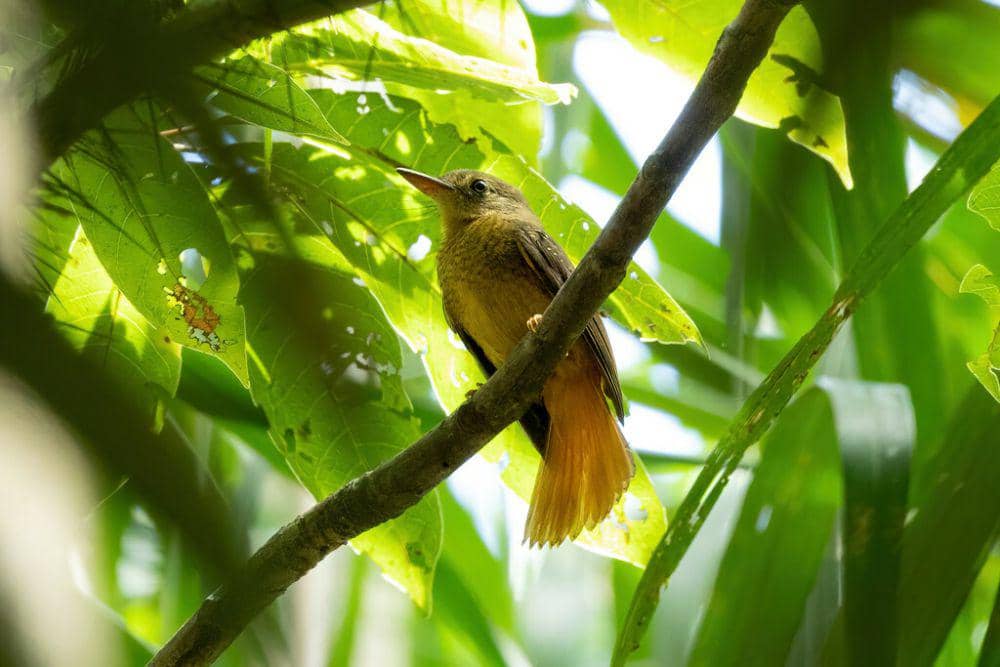 Amazonian royal flycatcher (commons.m.wikimedia.org/Thibaud Aronson)