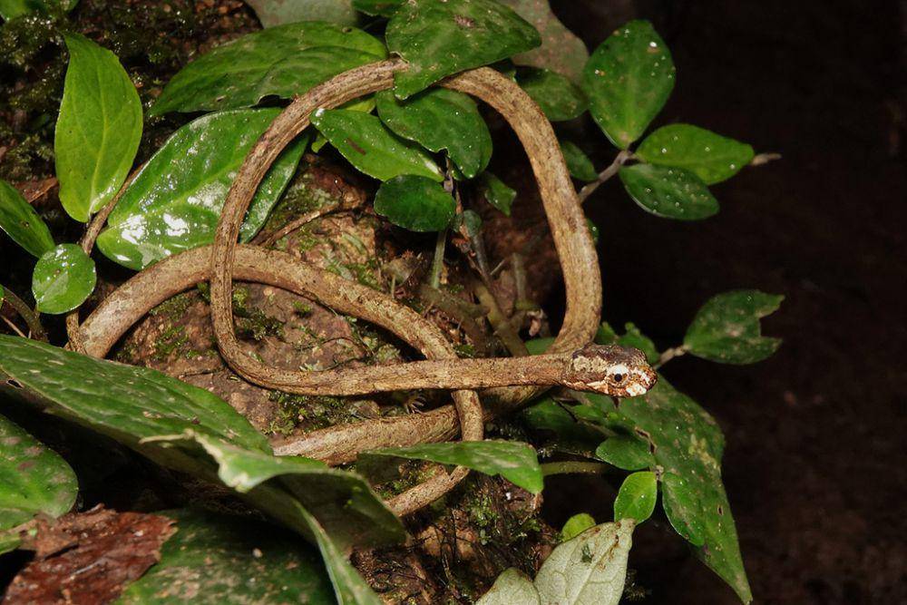 Ular siput jerapah (inaturalist.org/carol_kwok)