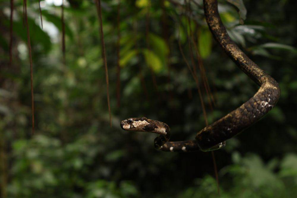 Ular siput jerapah (inaturalist.org/muhammadazib)