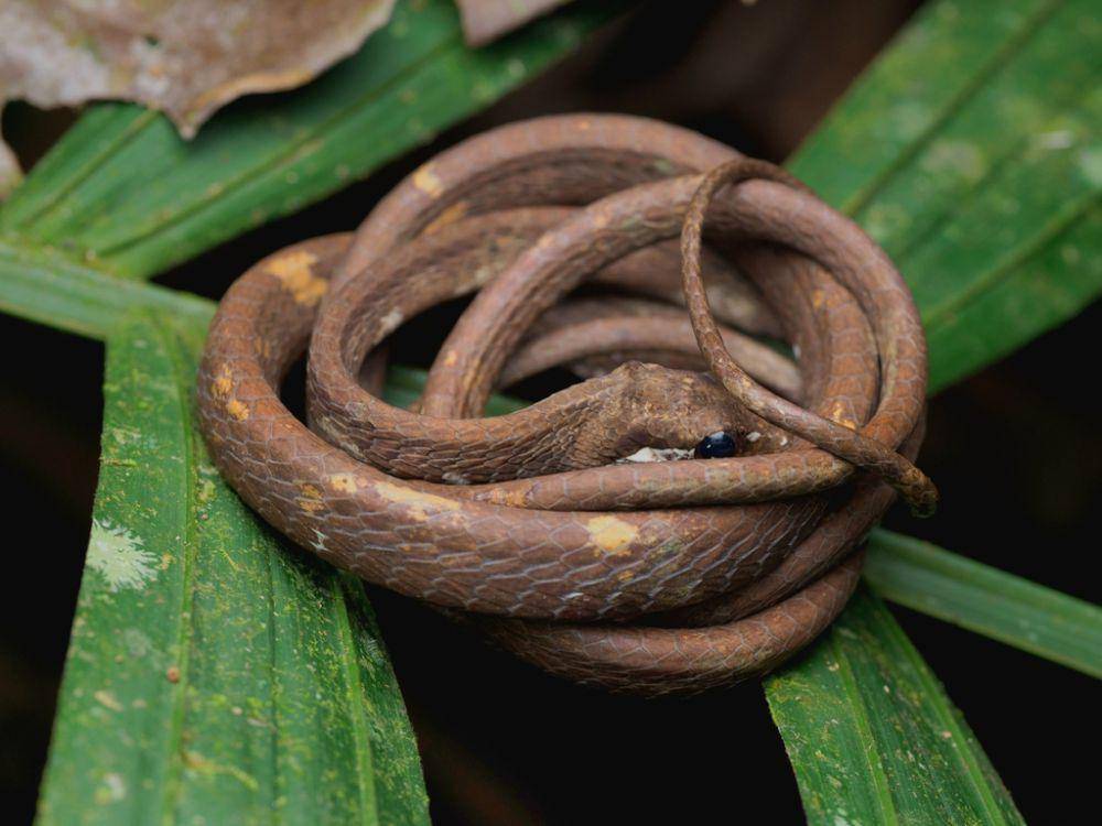 Ular siput jerapah (inaturalist.org/tovb)