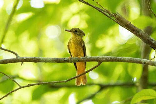 Amazonian royal flycatcher (commons.m.wikimedia.org/Thibaud Aronson)