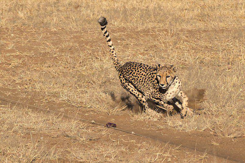 Ekor cheetah berfungsi layaknya setir pada mobil. (commons.wikimedia.org/Alexander Klink)