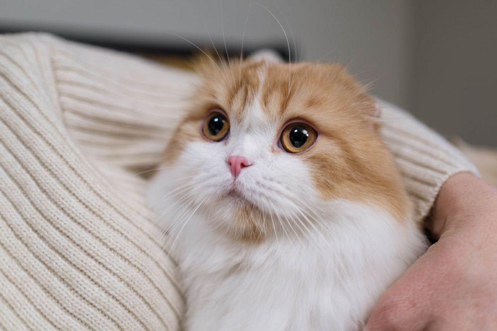 Apakah Kucing Tahu Kalau Kita Sedih? Ini Jawabannya