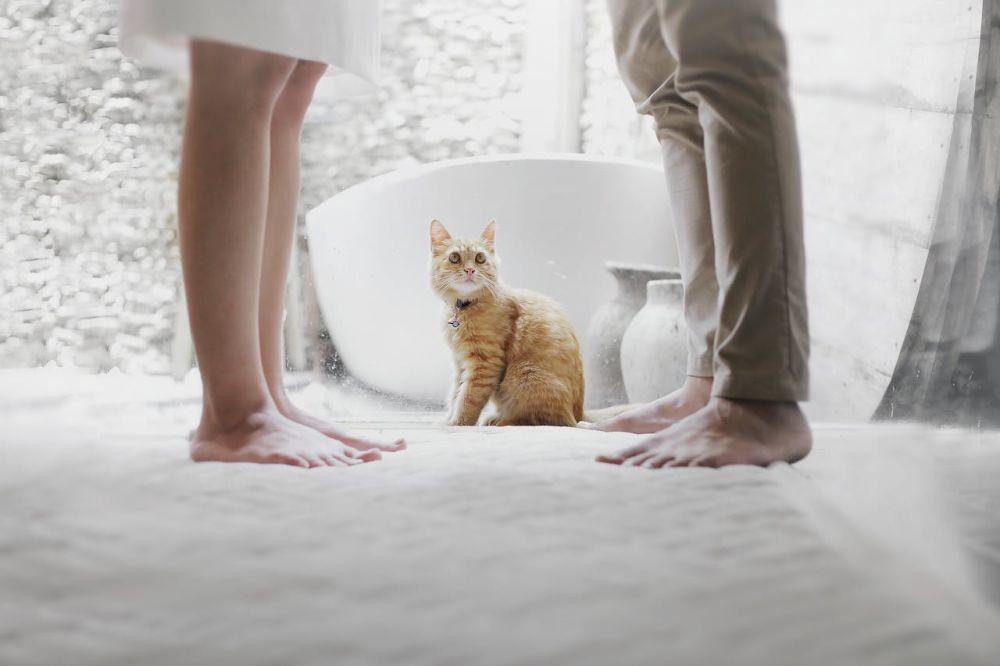 apakah kucing tahu kalau kita sedih