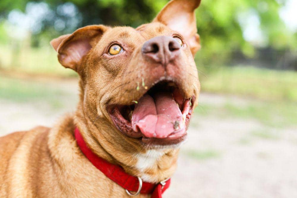 Pit Bull Terrier (pexels.com/Joey)