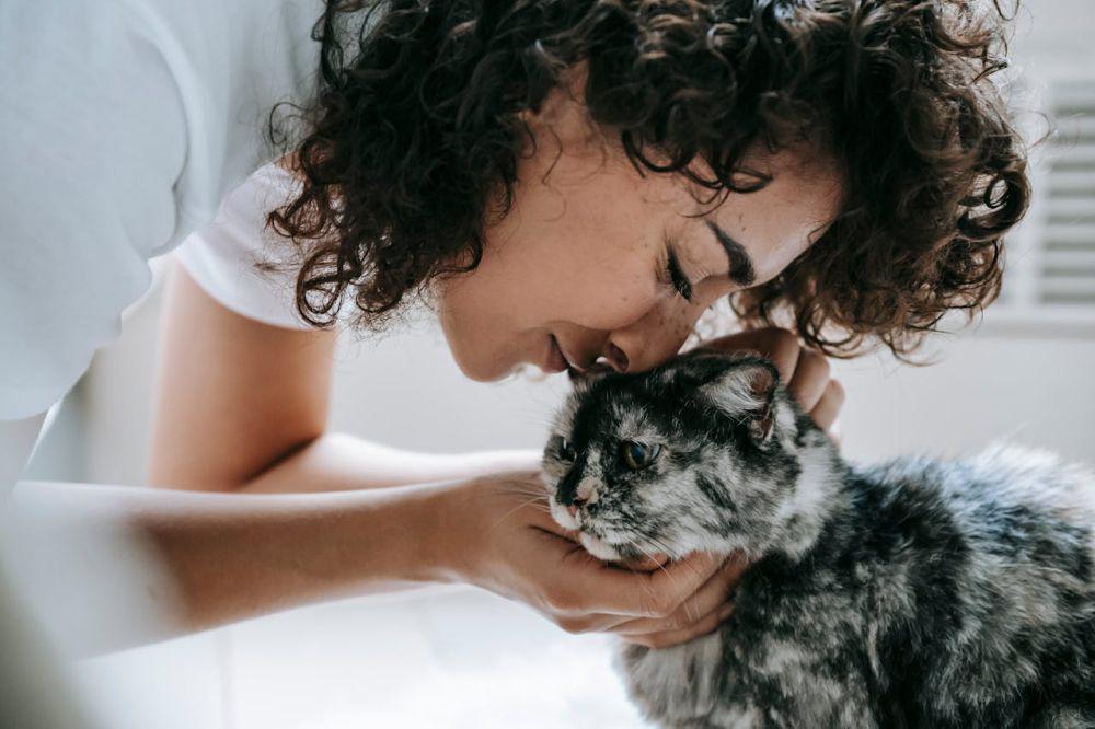 3 Pertimbangan Memilih Kucing yang Hendak Diadopsi, Harus Bijaksana