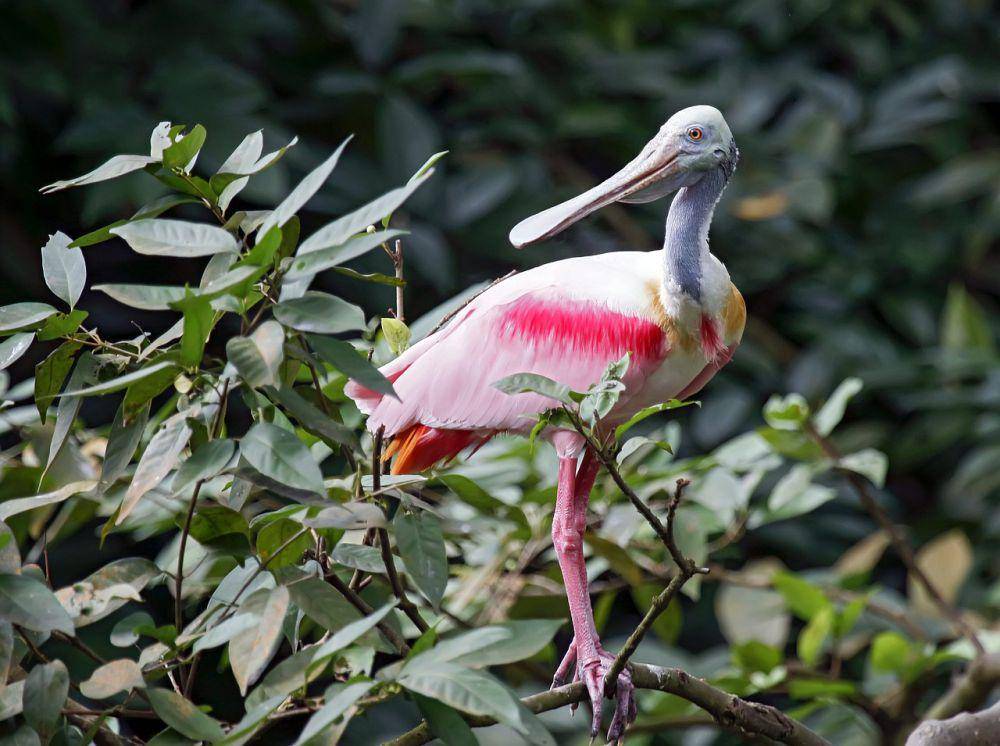 Roseate spoonbill (pixabay.com/Paul Melrose)