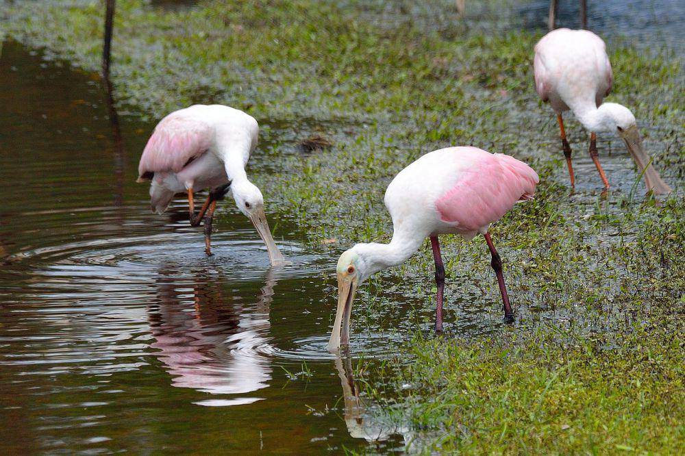 Roseate spoonbill (pixabay.com/Francesco Vignati)