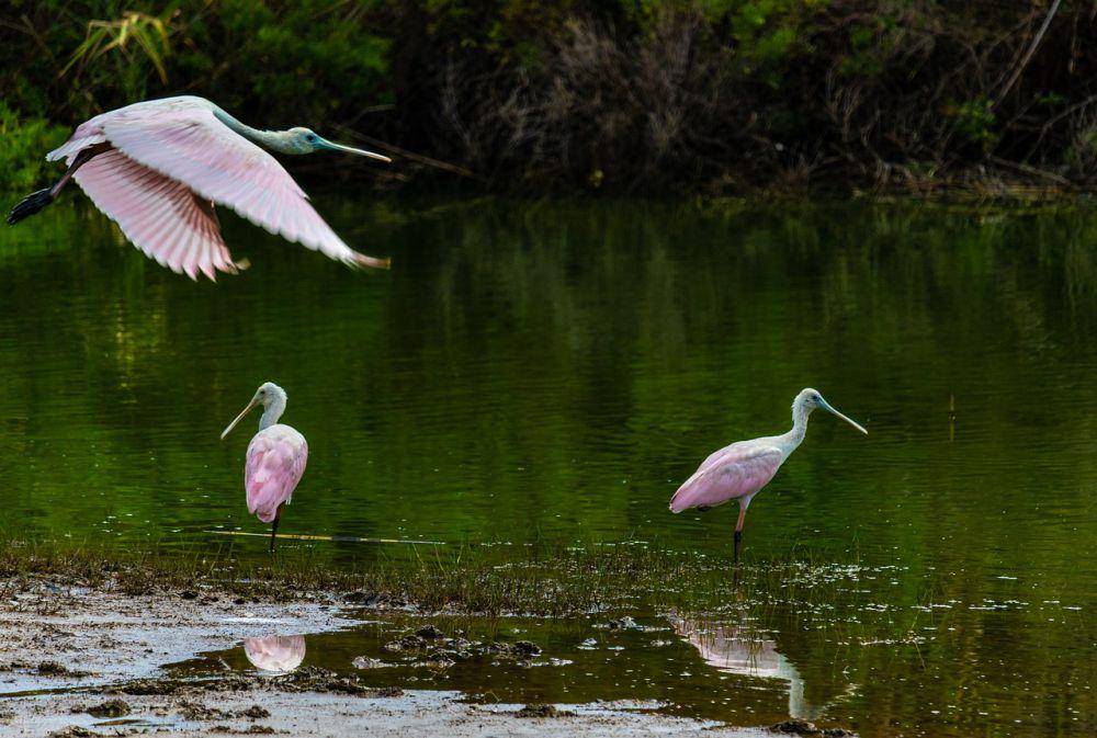 Roseate spoonbill (pixabay.com/Thomas Hoang)