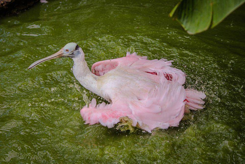 Roseate spoonbill (pixabay.com/James De Mers)