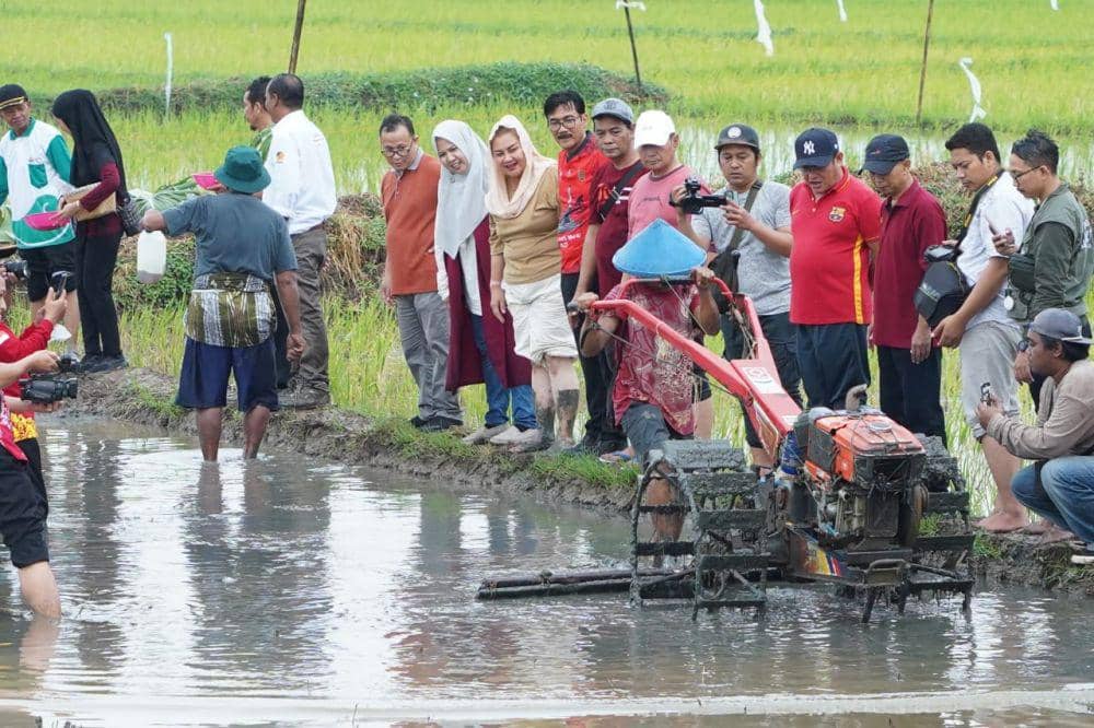 Wali Kota Semarang, Hevearita Gunaryanti Rahayu melakukan penebaran benih padi varietas Biosalin yang ditanam di lahan tidur imbas rob air laut di Kelurahan Mangunharjo, Kecamatan Tugu, Kota Semarang, Kamis (4/7/2024). (dok. Pemkot Semarang)