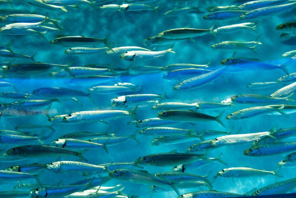 ilustrasi ikan cod (unsplash.com/Ganapathy Kumar)