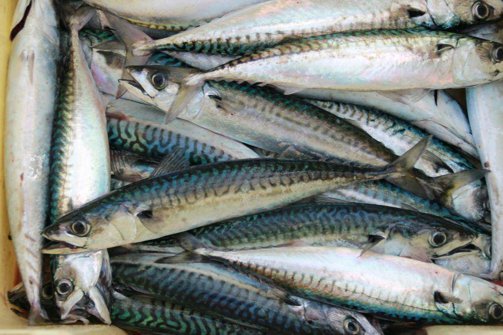 ilustrasi ikan cod (unsplash.com/Edouard Dognin)