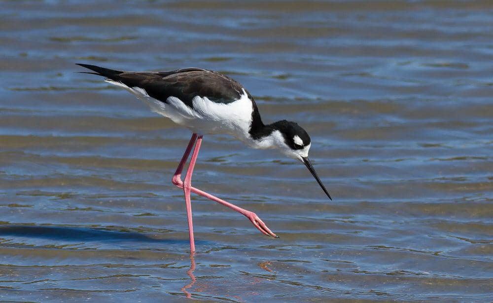 Black-necked stilt (commons.m.wikimedia.org/Frank Schulenburg)