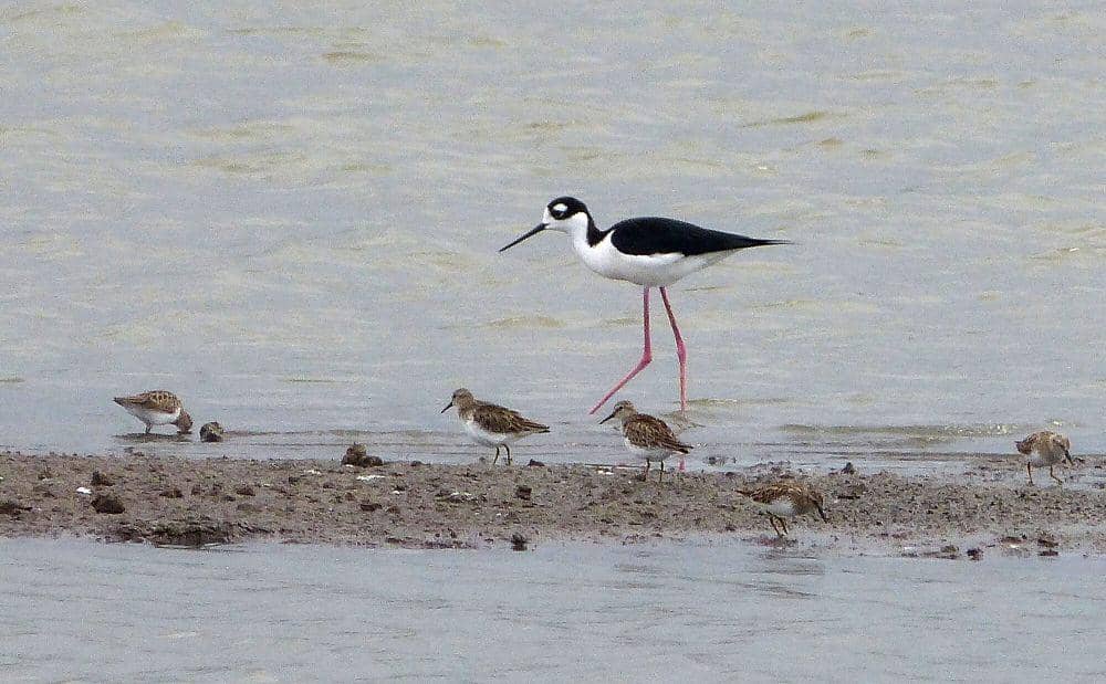 Black-necked stilt (commons.m.wikimedia.org/gailhampshire)