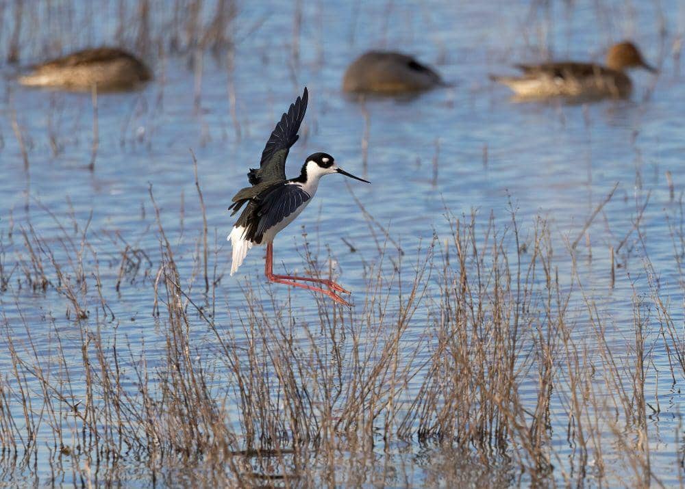 Black-necked stilt (commons.m.wikimedia.org/Frank Schulenburg)