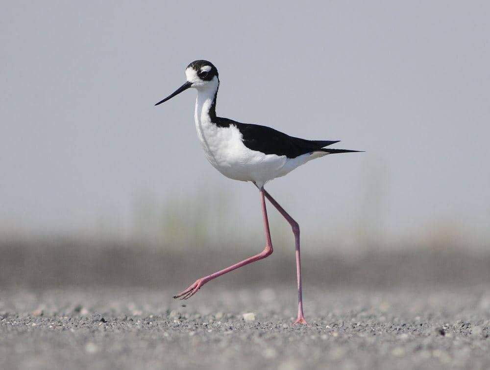 6 Fakta Burung Black-necked Stilt, Bisa Dinginkan Suhu Tubuhnya