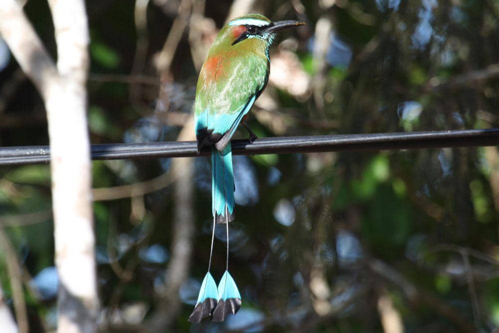 Turquoise-browed motmot (commons.m.wikimedia.org/Alastair Rae)