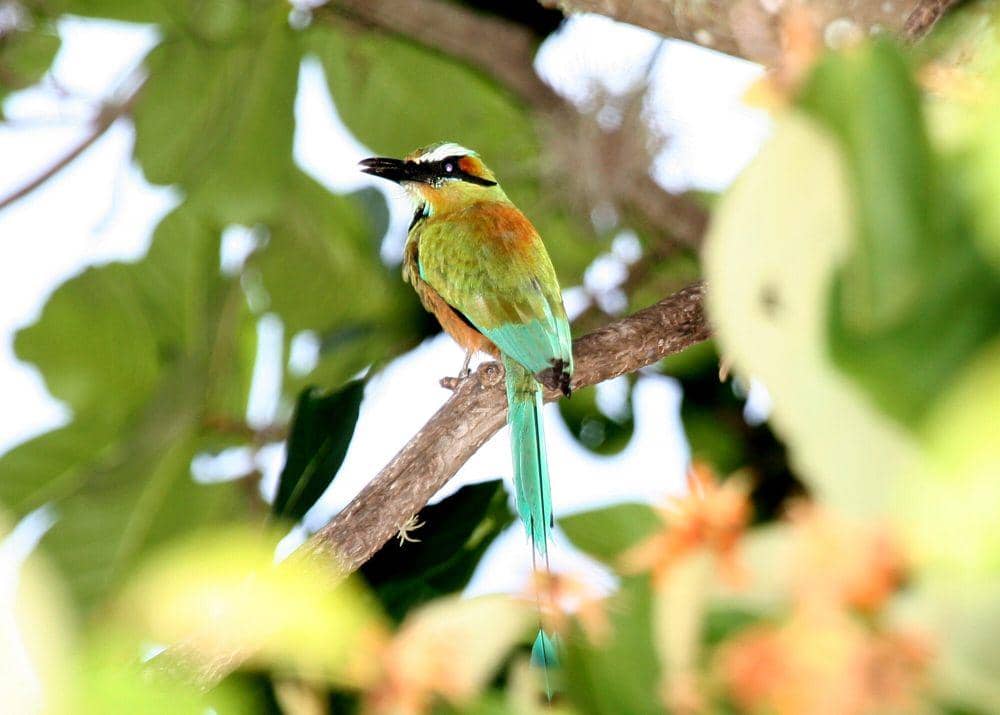 Turquoise-browed motmot (commons.m.wikimedia.org/Dominic Sherony)