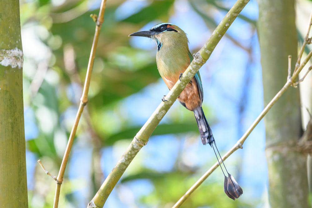 Turquoise-browed motmot (commons.m.wikimedia.org/Becky Matsubara)