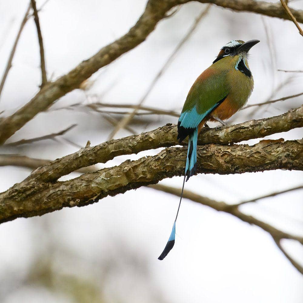 Turquoise-browed motmot (commons.m.wikimedia.org/Iwolfartist)