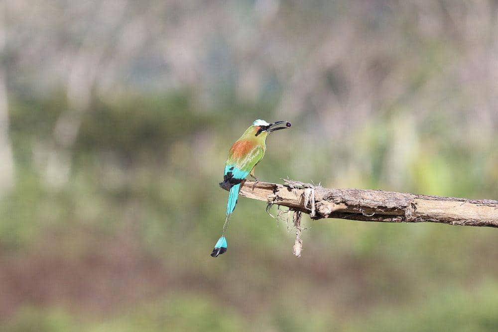 Turquoise-browed motmot (commons.m.wikimedia.org/Bernard Gagnon)