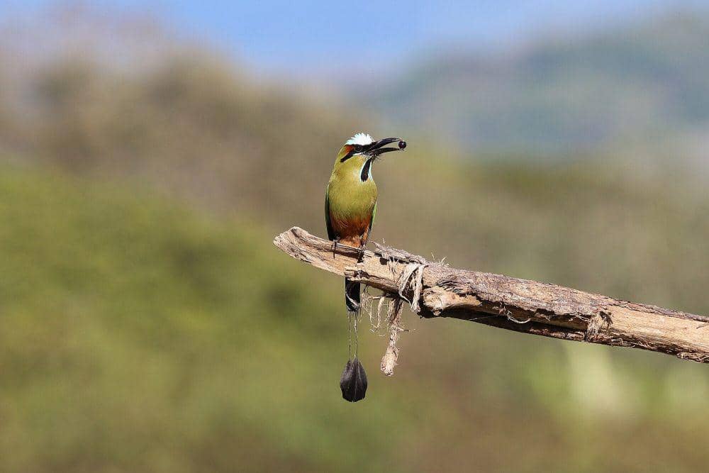 Turquoise-browed motmot (commons.m.wikimedia.org/Bernard Gagnon)