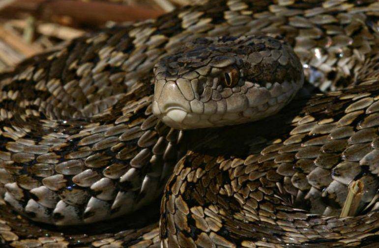 Meadow viper (commons.wikimedia.org/Pellinger Attila)