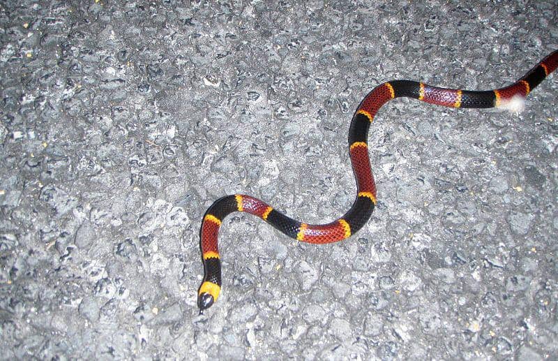 Coral snake (commons.wikimedia.org/Everglades NPS)
