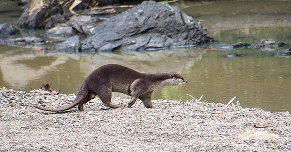 5 Fakta Oriental Small Clawed Otter, Hewan yang Setia pada Pasangan!