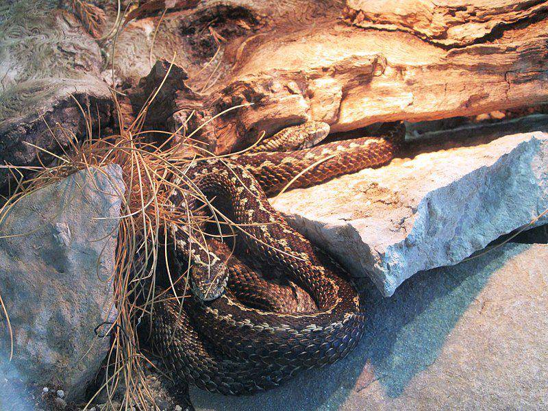 Meadow viper (commons.wikimedia.org/Fraxinus)