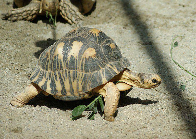 ilustrasi radiated tortoise (commons.wikimedia.org/NasserHalaweh)