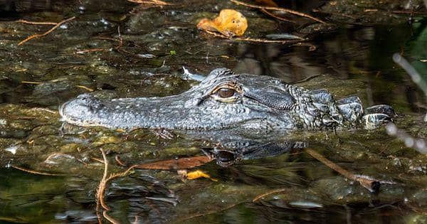4 Hewan Paling Berbahaya di Arkansas, Selalu Waspada!