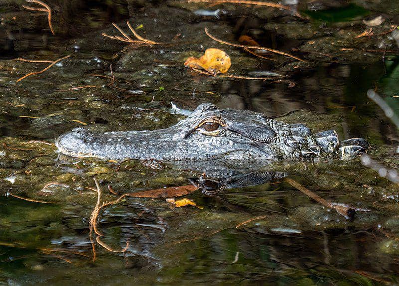 American alligator (commons.wikimedia.org/Rhododendrites)