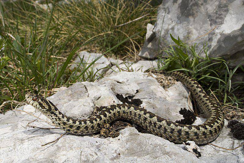 Meadow viper (commons.wikimedia.org/Benny Trapp)